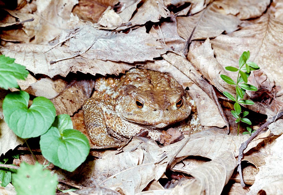 Bufo bufo, Bufonidae, Rospo comune