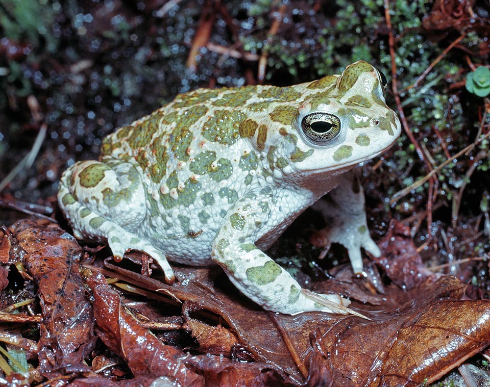 Bufotes viridis, Bufonidae, Emerald toad 