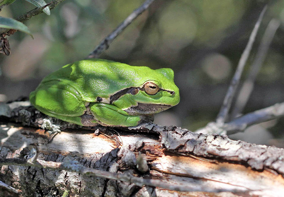 Le jour Hyla arborea somnole dissimulée dans les arbres et les arbustes où elle grimpe grâce aux disques adhésifs de ses doigts. Elle est principalement active de nuit.