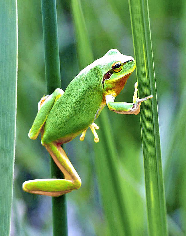 Hyla meridionalis, Stripeless Treefrog Smart climber and thermophilic, surprising jumper between the branches, Hyla meridionalis lives sheltered by the vegetation, if possible not far from water, even above 1000 metres in Europe and up to 2650m in High Atlas in Morocco.