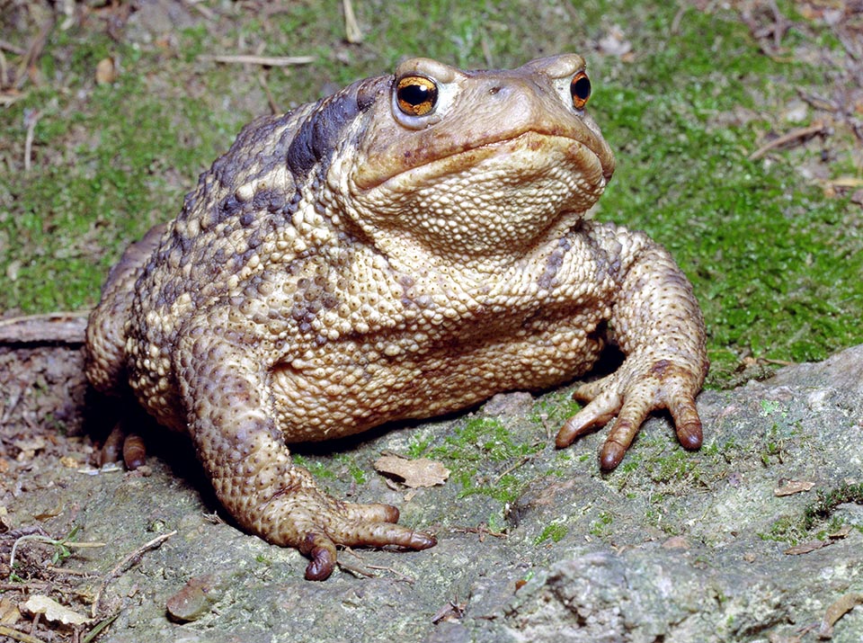 Bufo bufo, Bufonidae, Rospo comune