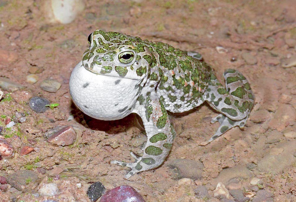 Bufotes viridis, Bufonidae, Emerald toad 