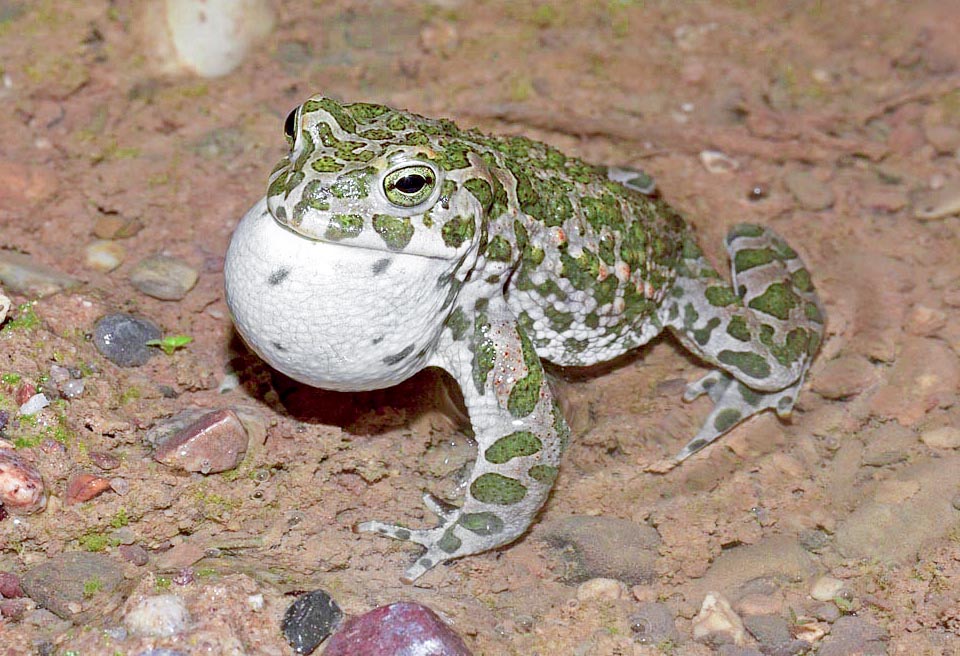 Bufotes viridis, Bufonidae, Rospo smeraldino