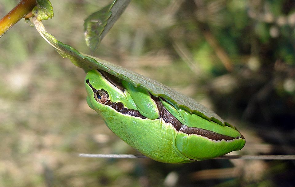 Ici, pour ne pas être repérée par les oiseaux prédateurs en vol, cet Hyla arborea s'est collé sur une feuille avec son ventre granuleux.