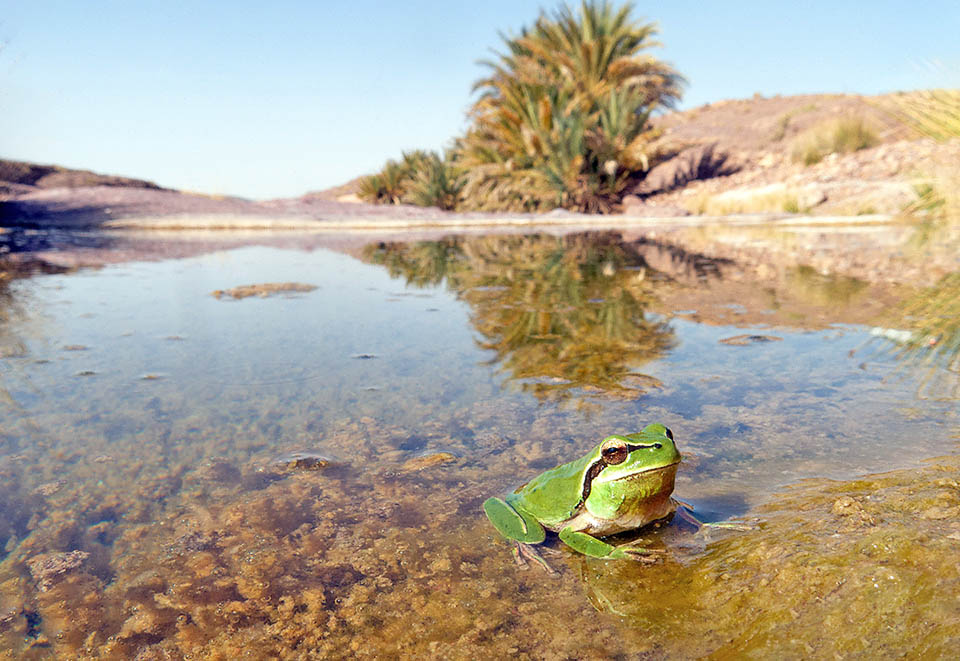 Hyla meridionalis, Stripeless Treefrog Here in a water puddle with poor Morocco vegetation. Hyla meridionalis reaches high density in suitable environments and in the driest parts of its vast range.