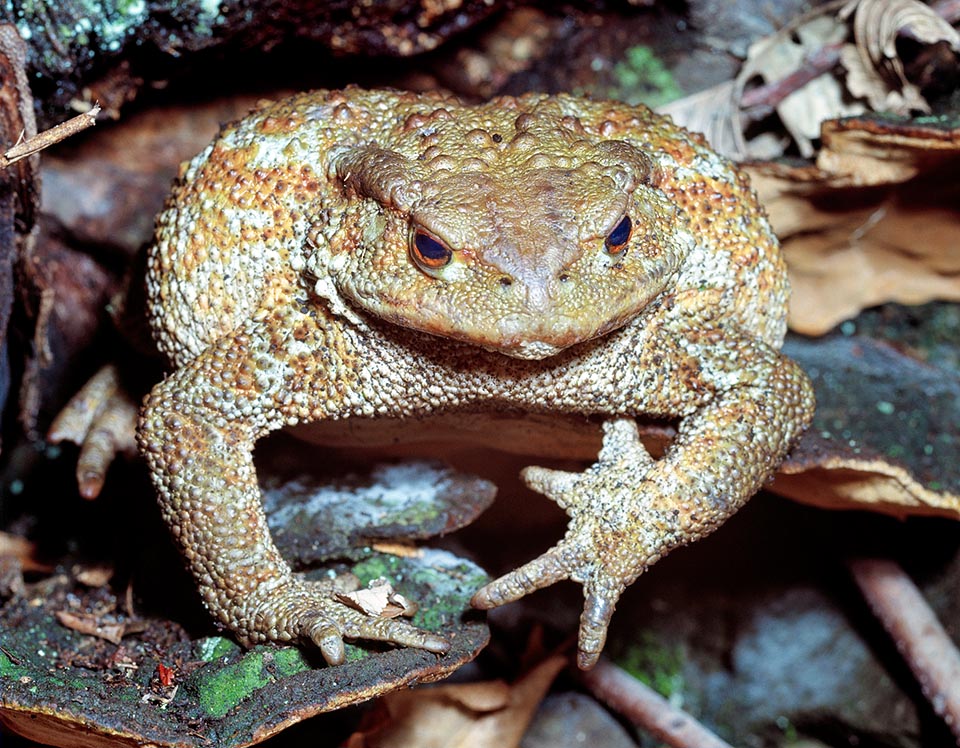 Bufo bufo, Bufonidae, Rospo comune