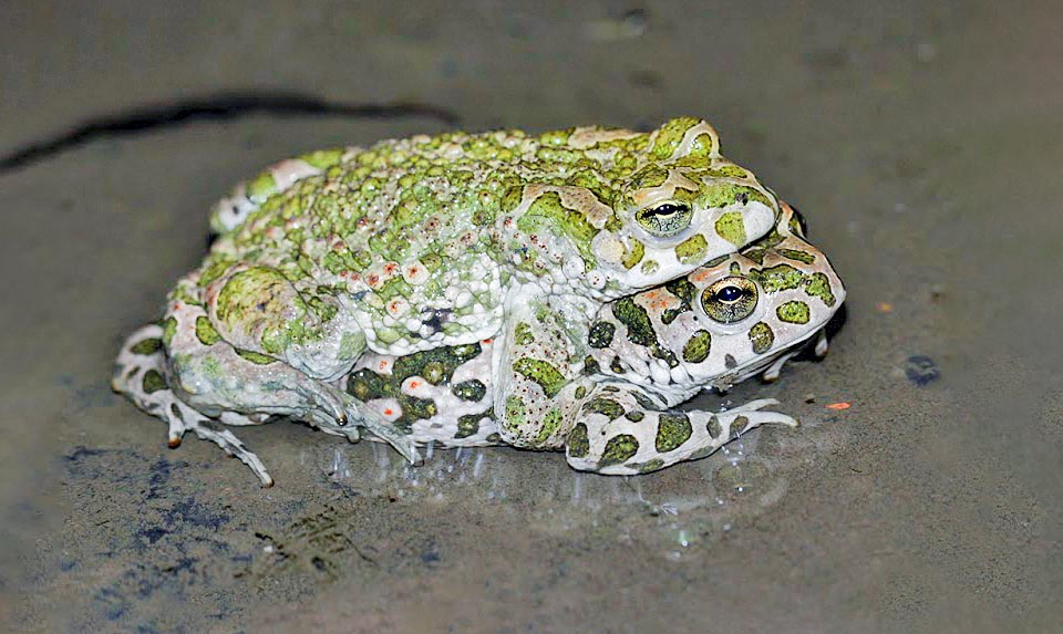 Bufotes viridis, Bufonidae, Emerald toad 