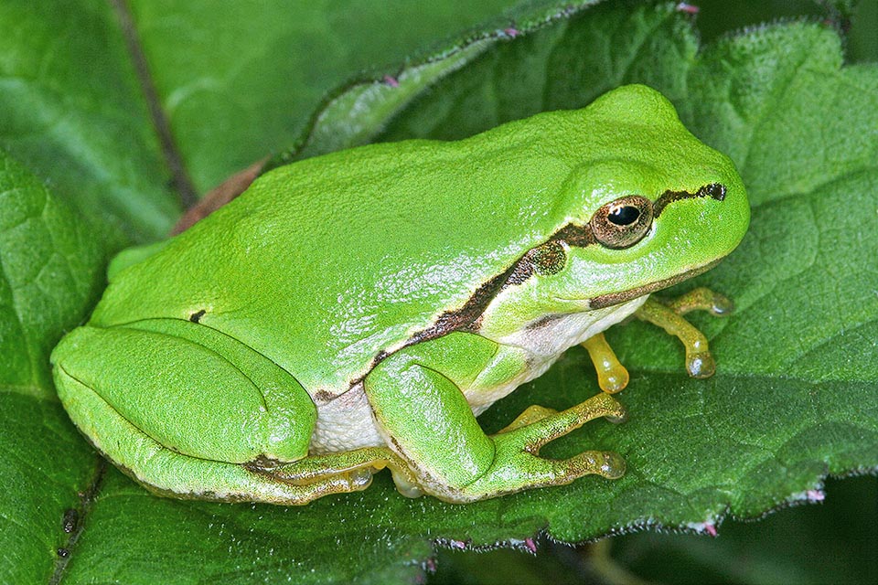 Not lazy at all, Hyla arborea hunts by night also flying insects and jumping from one branch to another, can move in few days, if necessary, even of 4 km.