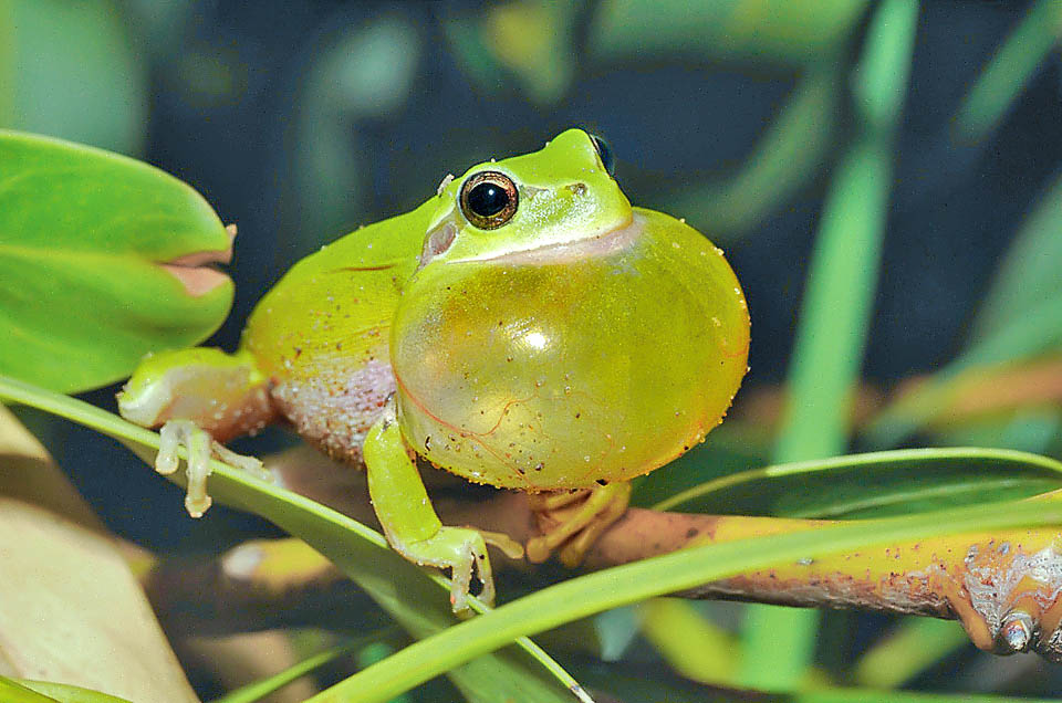 Hyla meridionalis, Stripeless Treefrog Like many anurans, social and reproductive behaviour of Hyla meridionalis is based mainly on acoustic communication.