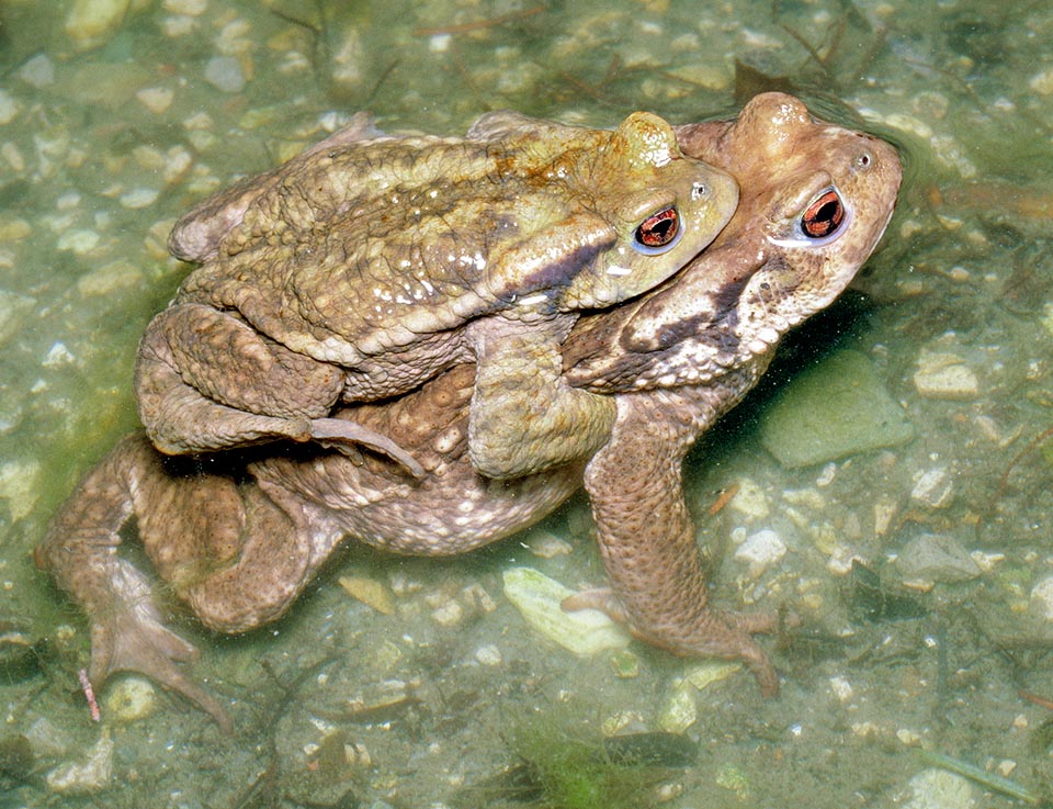 Bufo bufo, Bufonidae, Rospo comune