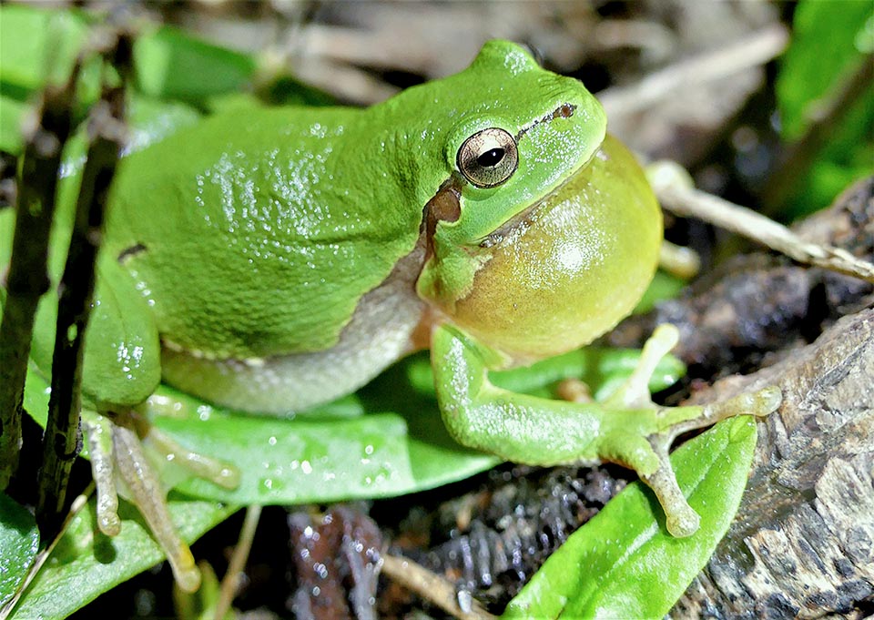 Hyla arborea cerca ambienti acquatici statici, come stagni e pozze, e per delimitare il territorio e attirare le femmine decine di maschi intonano forti cori notturni.