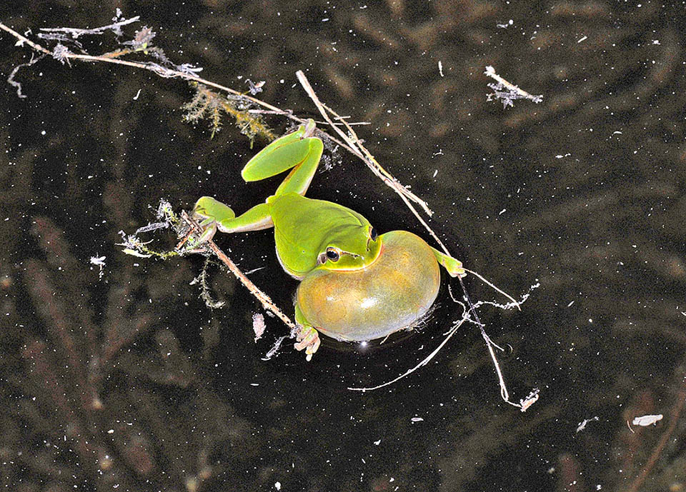 Hyla meridionalis, Stripeless Treefrog At the wedding period beginning males migrate during the night to the reproduction sites emitting in chorus their calls to attract the females. The vocal sacs can reach swelling a size equal, swelling, to half of the length of the snout-cloaca, ensuring an effective communication even if in presence of a dense vegetation.