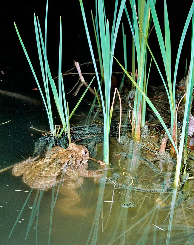 Bufo bufo, Bufonidae, Crapaud commun 