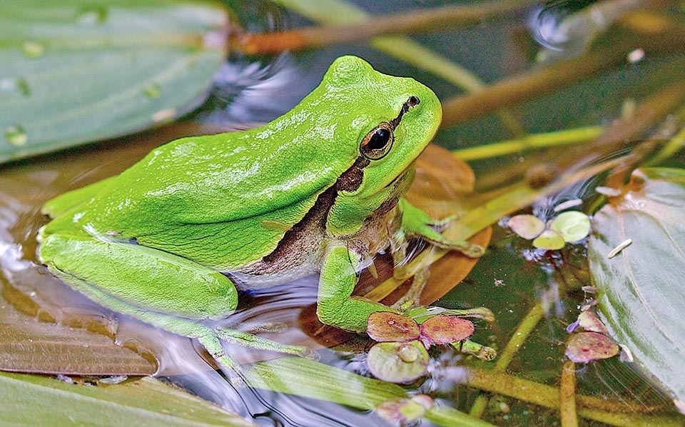 La stagione riproduttiva di Hyla arborea, che avviene talora in anni alterni, inizia in febbraio-marzo nelle zone più calde e finisce a luglio in quelle fredde.