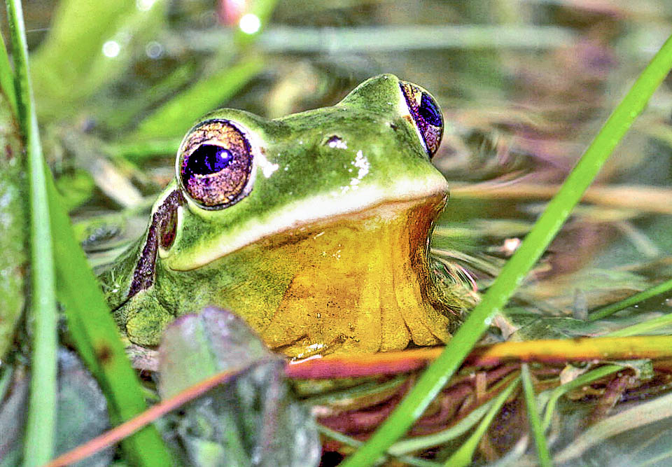 Hyla meridionalis, Stripeless Treefrog They stand in the chin strap and in this time they can get yellow or orange shades, presenting when at rest clear longitudinal folds.