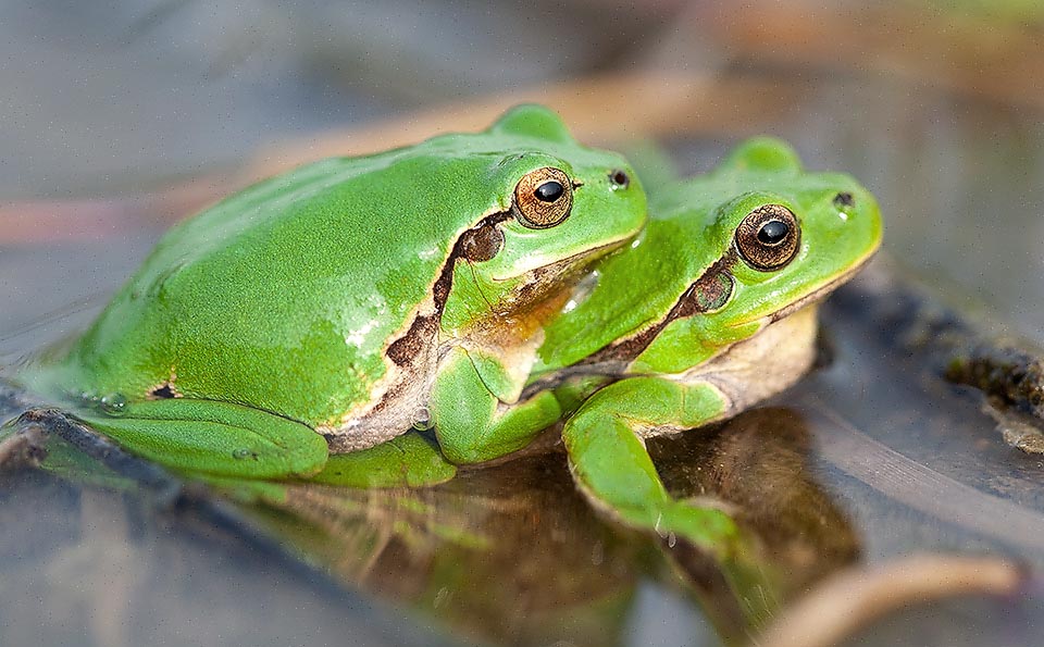 The axillary matings, crepuscular or nocturnal, lof Hyla arborea, last some hours to almost 2 days. The eggs, merged in spherical masses, stuck to plants or submerged objects.