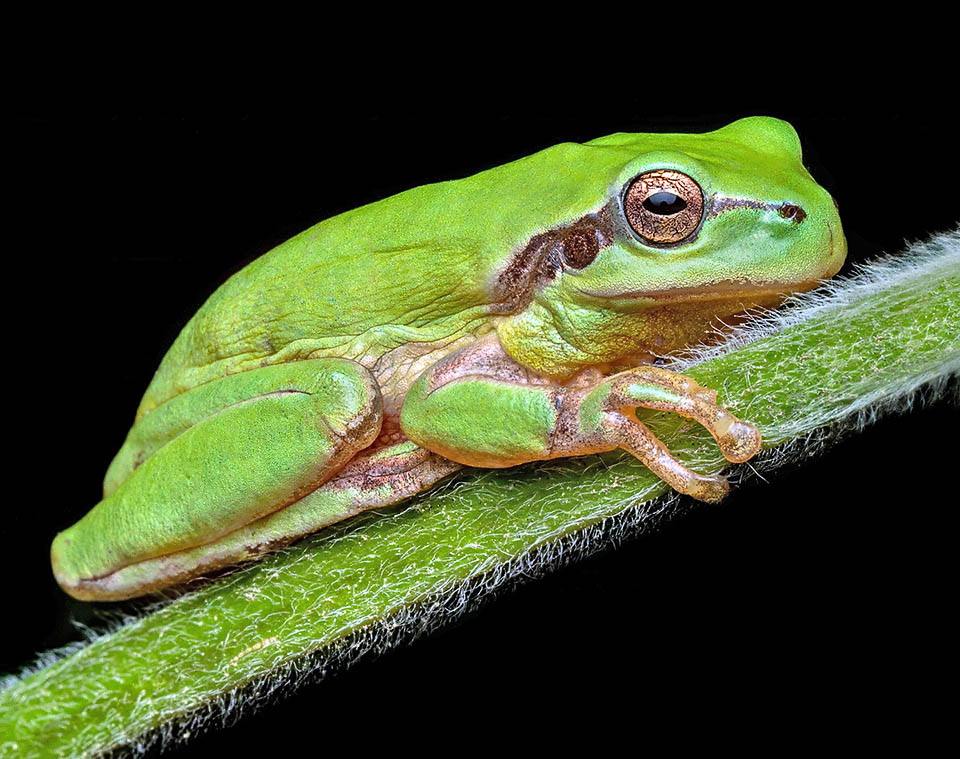 Hyla meridionalis, Stripeless Treefrog The pupil of Hyla meridionalis is horizontal with golden iris. The disc-shaped adhesive pads of the toes are connected to the penultimate phalanx, for an easy grip on various surfaces.