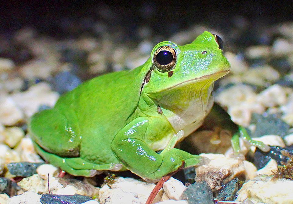 Hyla meridionalis, Stripeless Treefrog The females of Hyla meridionalis, bigger than males, may reach the length of 6,5 cm and have a clear throat without vocal sac.