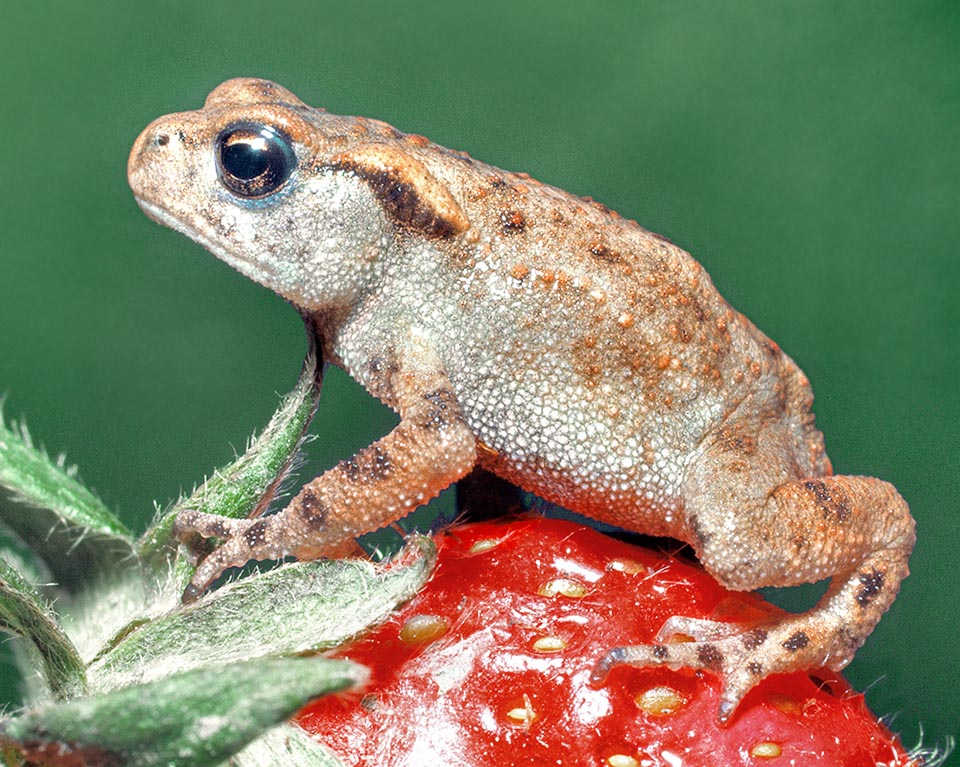 Bufo bufo, Bufonidae, Common toad