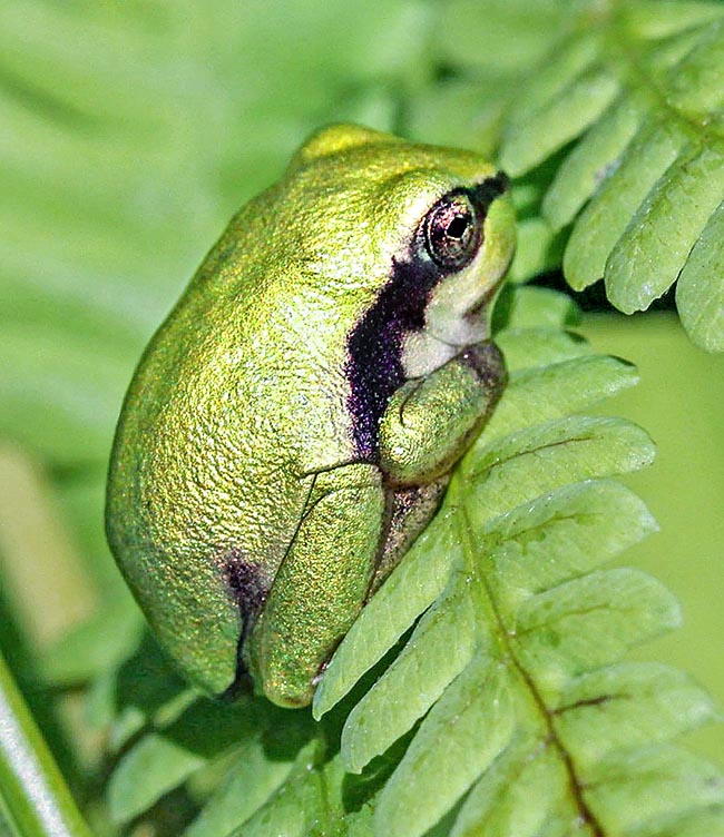 La métamorphose des têtards se produit sous 3 mois. Ce juvénile de Hyla arborea porte encore le reste de sa queue.