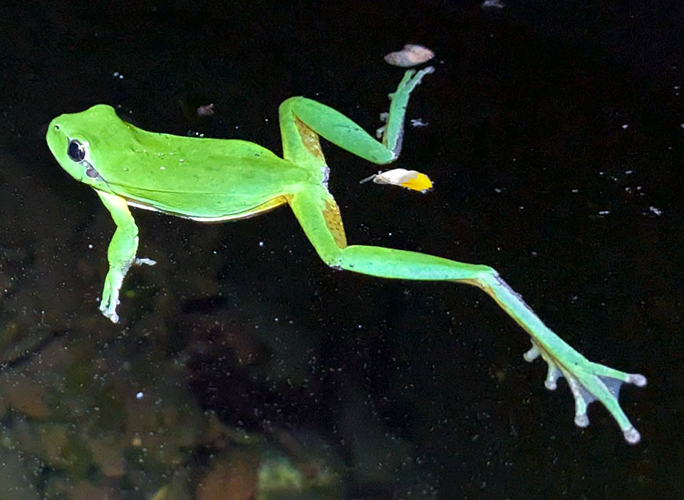 Hyla meridionalis, Stripeless Treefrog The hind limbs, with vast webbing between toes, have the tibia longer than the femur to escape jumping from predators.
