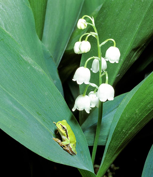 Hyla arborea vive da 3 a 5 anni. La maturità sessuale è raggiunta a 2 anni dai maschi e verso i 3 dalle femmine.