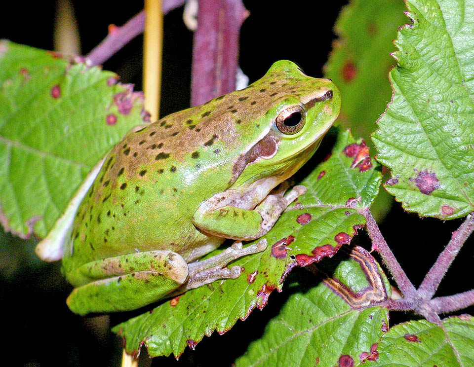Hyla meridionalis, Stripeless Treefrog The back skin of Hyla meridionalis is smooth, usually bright green, at times with hues grey, yellow or pale brown with or without dark spots.