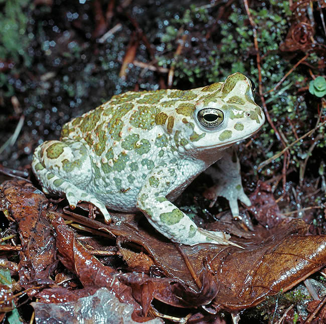 Bufotes viridis, Bufo viridis, Bufonidae, Sapo verde Bufotes viridis, Bufo viridis, Bufonidae, Sapo verde