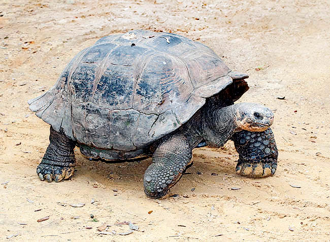 Chelonoidis niger, Geochelone elephantopus, Testudinidae