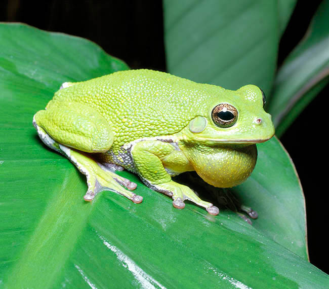 Dryophytes gratiosus, Hyla gratiosa, Hylidae, Barking tree frog