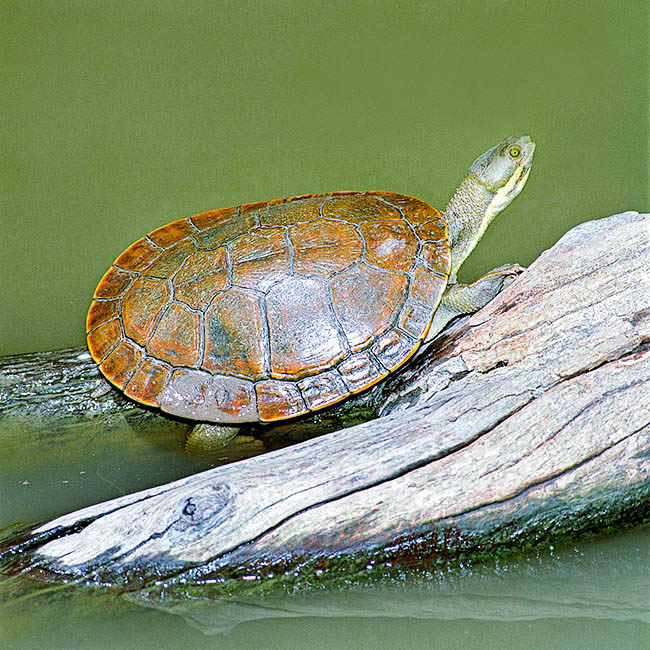 Emydura macquarii, Chelidae