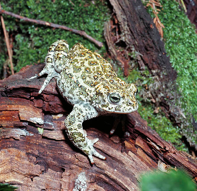 Epidalea calamita, Bufo calamita, Bufonidae, Sapo corredor