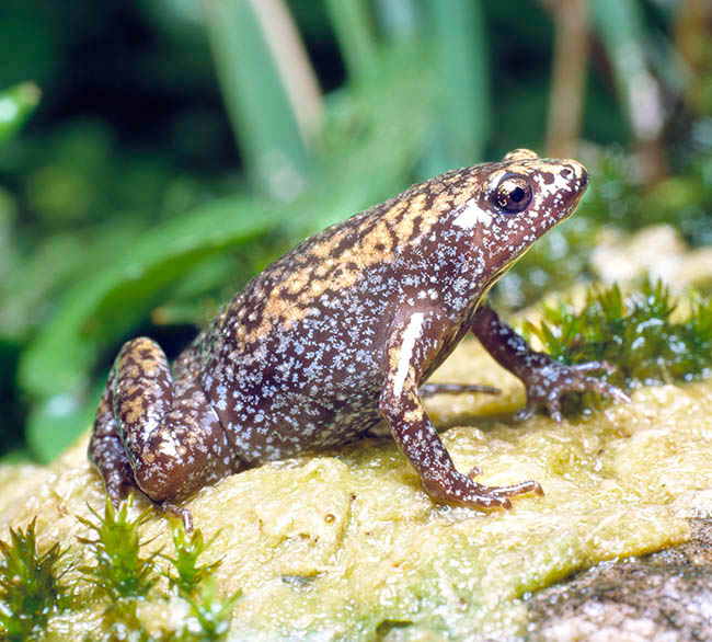 Gastrophryne carolinensis, Microhylidae, Eastern narrow-mouthed toad