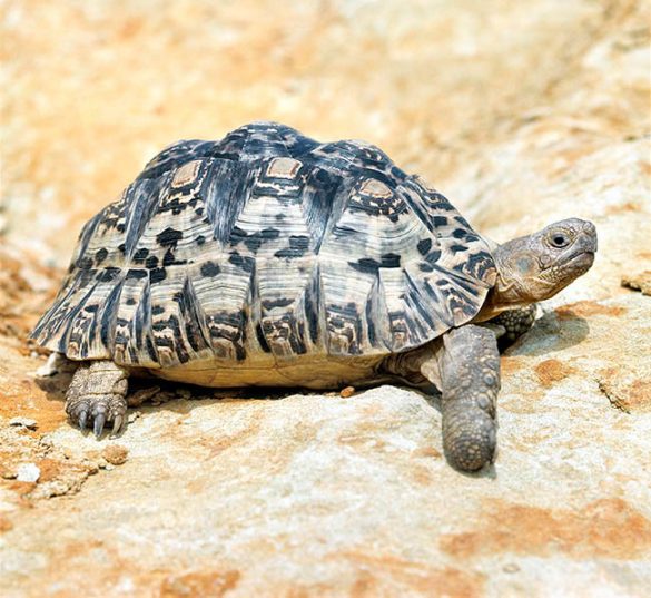 Stigmochelys pardalis Monaco Nature Encyclopedia