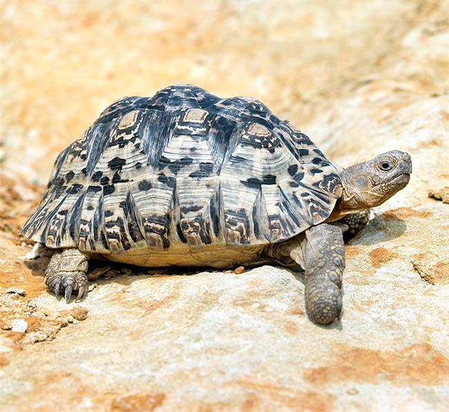 Stigmochelys pardalis: World's Tallest Tortoise
