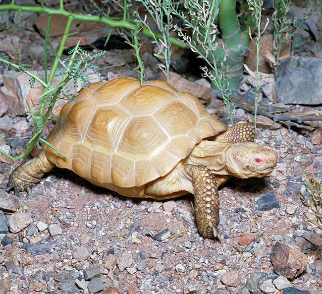 Gopherus agassizii, Testudinidae, albino