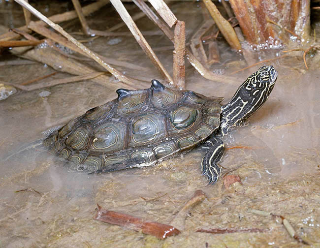 Graptemys oculifera, Emydidae