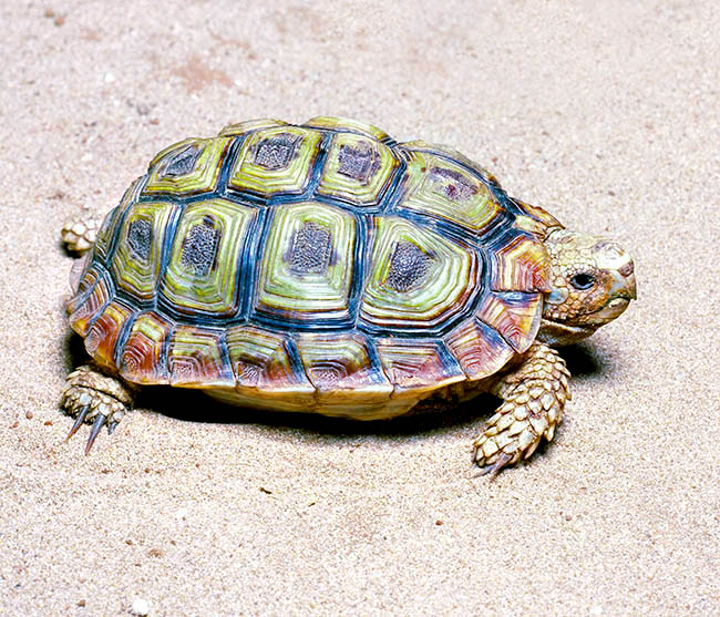 Homopus areolatus, Testudo areolata, Testudinidae