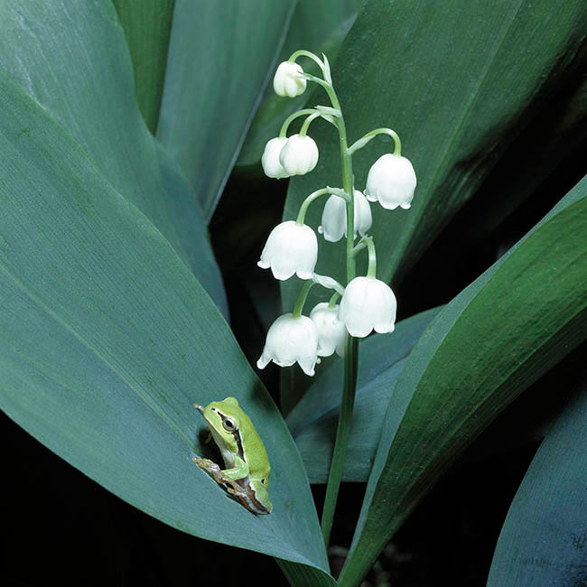 Hyla arborea, Hylidae, Ranita de San Antonio