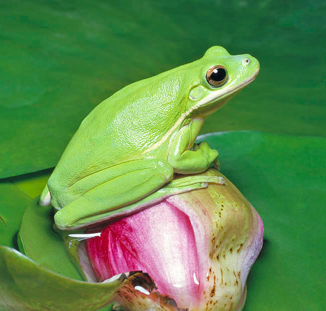 Dryophytes cinereus, Hyla cinerea, Hylidae, American green treefrog