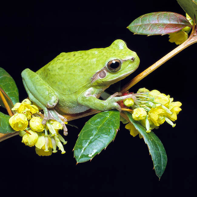 Hyla meridionalis, Hylidae, Raganella mediterranea