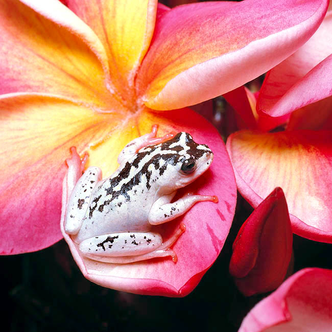 Hyperolius marmoratus, Hyperoliidae, marbled reed frog, painted reed frog