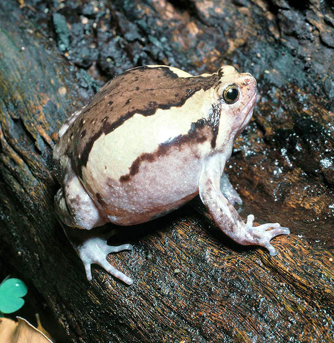 Kaloula pulchra, Microhylidae, Grenouille peinte de Malaisie