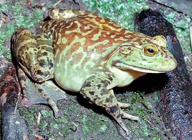 Lithobates catesbeianus, Rana catesbeiana, Ranidae, ouaouaron, wawaron, grenouille mugissante, grenouille-taureau