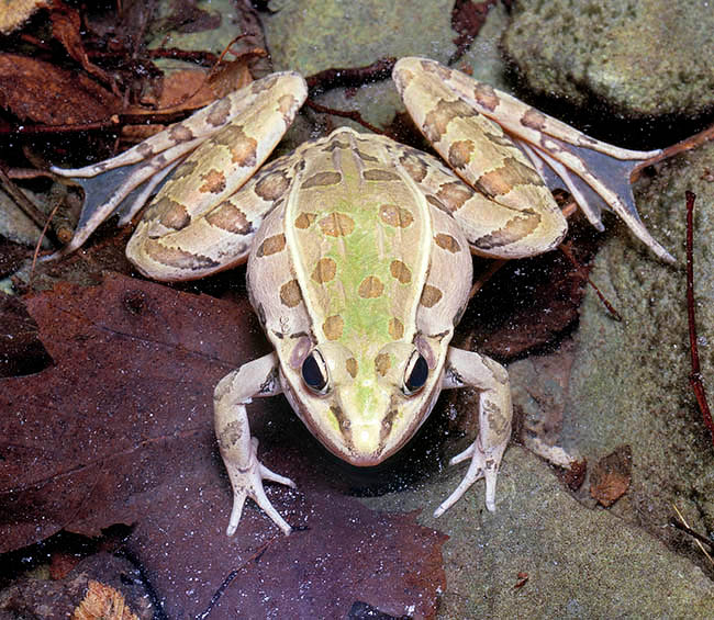 Lithobates pipiens, Rana pipiens, Ranidae, rana leopardo