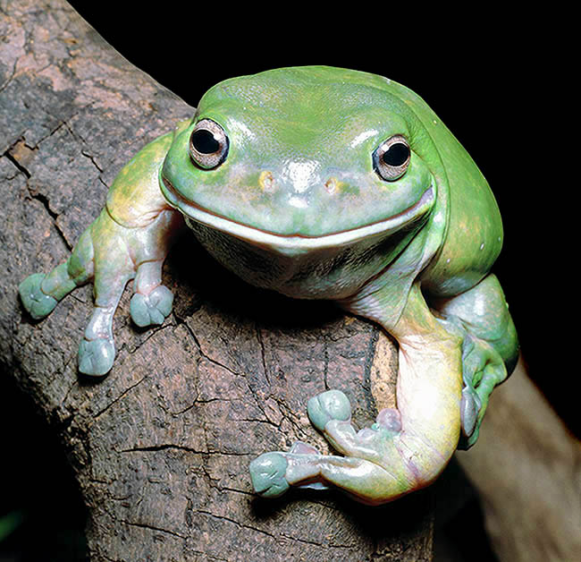 Litoria caerulea, Hylidae, Australian green tree frog, green tree frog, White's tree frog, dumpy tree frog