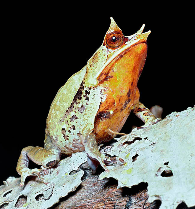 Megophrys nasuta, Megophryidae, long-nosed horned frog, Malayan horned frog, Malayan leaf frog
