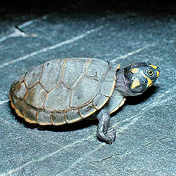 Podocnemis unifilis Monaco Nature Encyclopedia