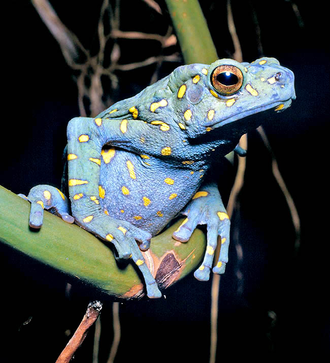 Pedostibes hosii, Rentapia hosii, Bufonidae, Asian Yellow-Spotted Climbing Toad,