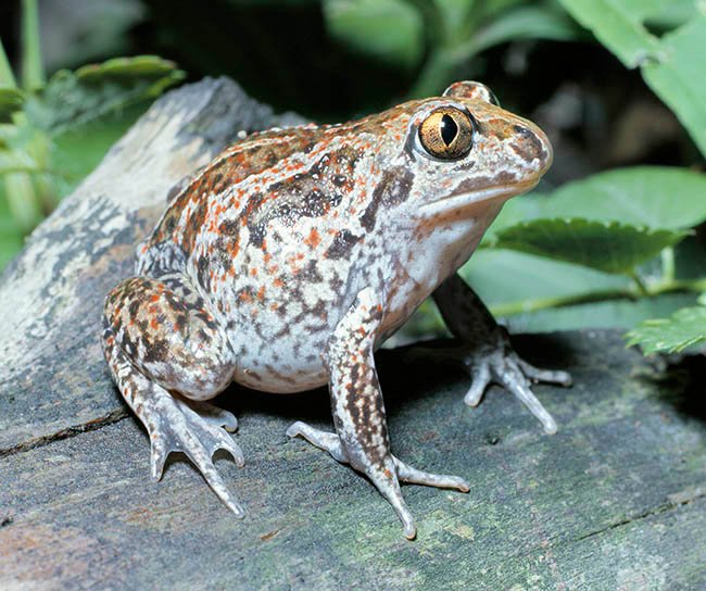 Pelobates fuscus, Pelobatidae, Pélobate brun 